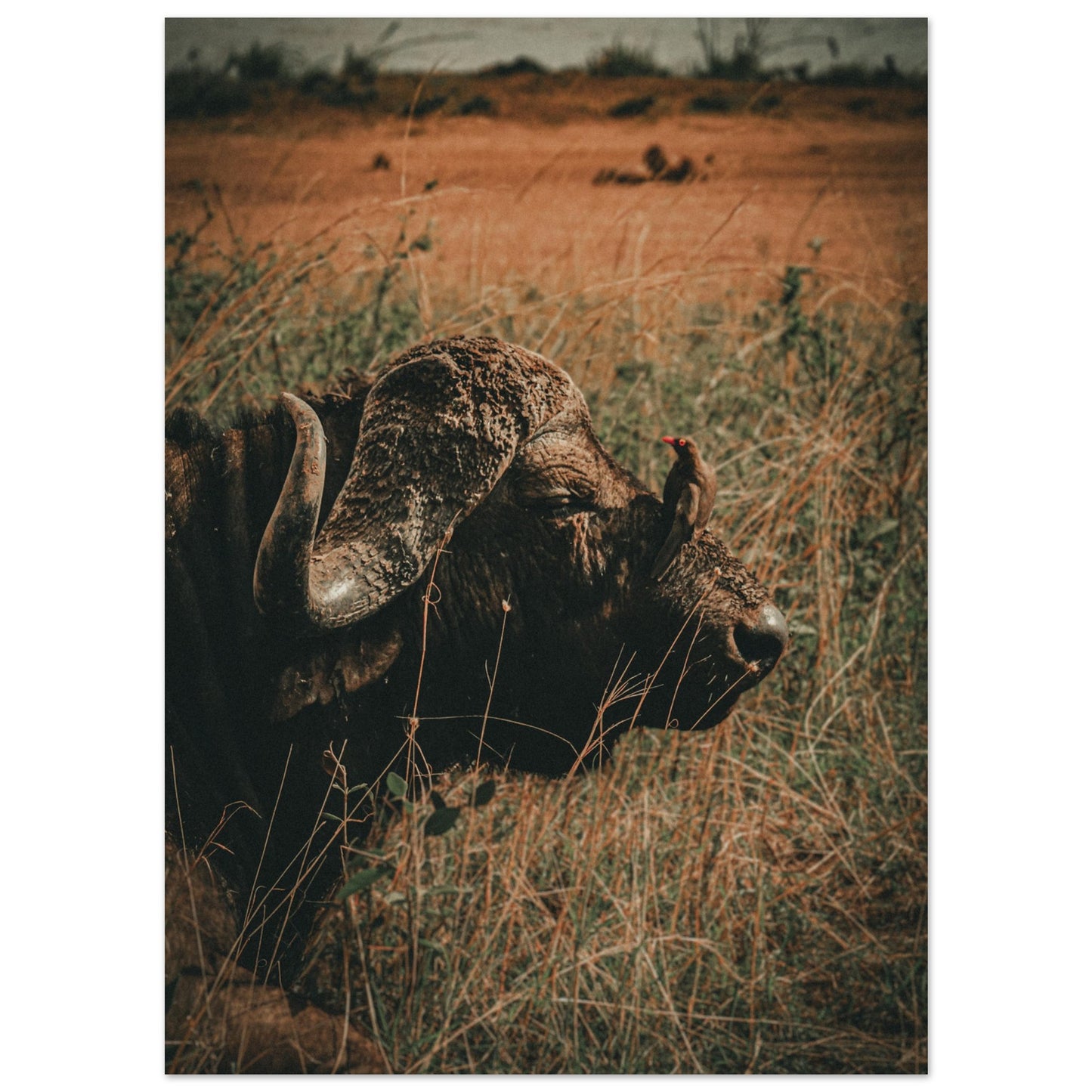 Relation symbiotique